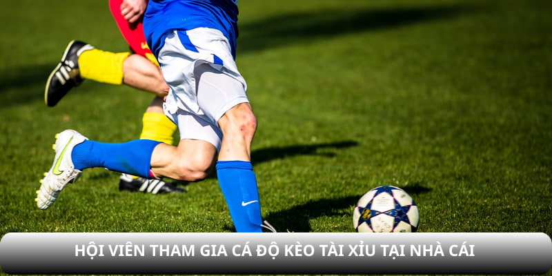 Hội viên tham gia cá độ kèo tài xỉu tại nhà cái
